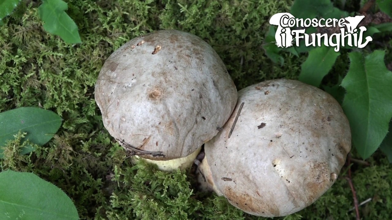 Conoscere i Funghi 7 BOLETUS FECHTNERI 2019/09/10