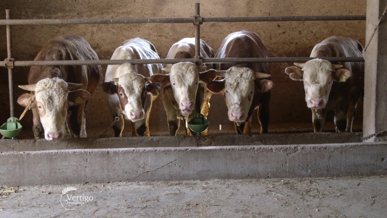 Tov junadi u selu Maljurevac - U nasem ataru 662