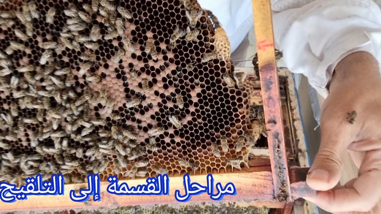 مراحل القسمة من الألف إلى التلقيح 🐝 عذراء داخل القفص و عذراء خارجه 🐝 الخلية بنك ملكات .
