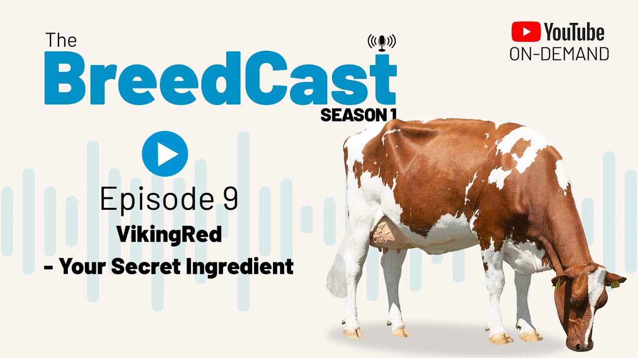 The BreedCast: S1 Episode 9 - VikingRed - secret ingredient in crossbreeding