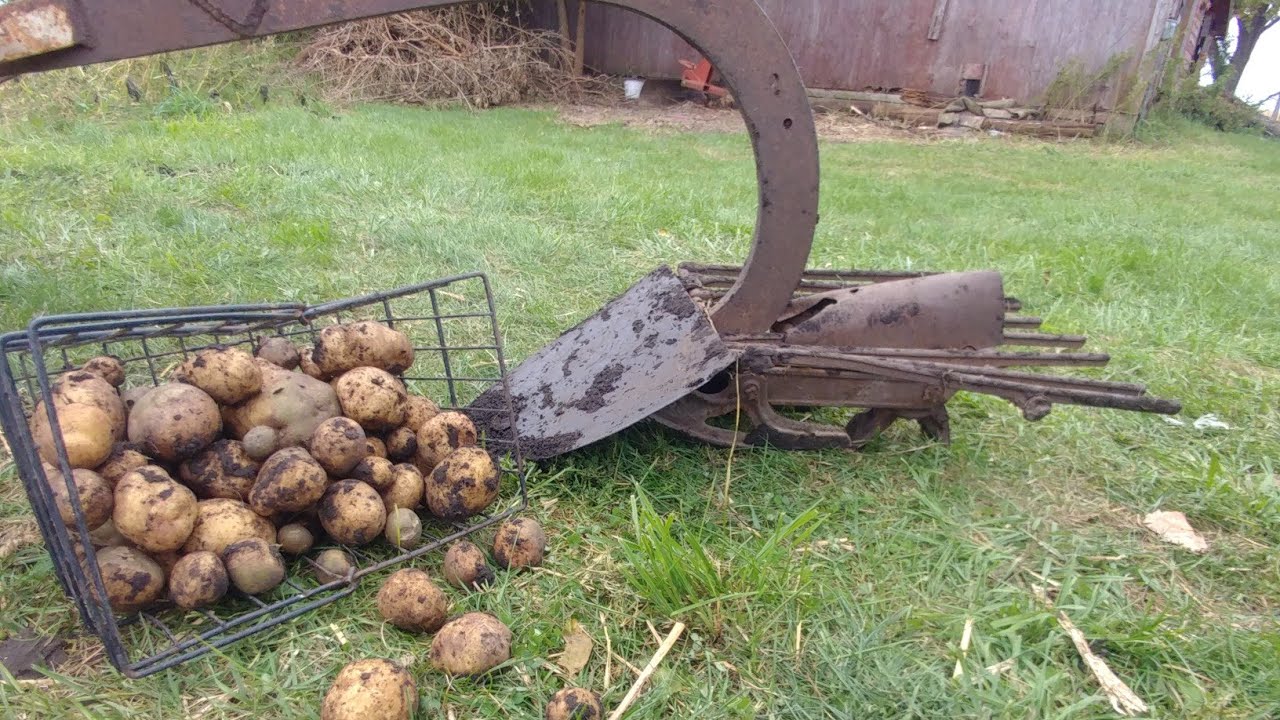 Modified Horse Drawn Potato Digger In Action.