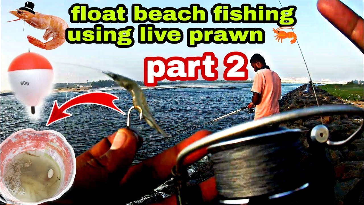 live prawn bait with float set-up Fishing method in Kovalam | Caught #gtfishing #mJ #mullet #catfish