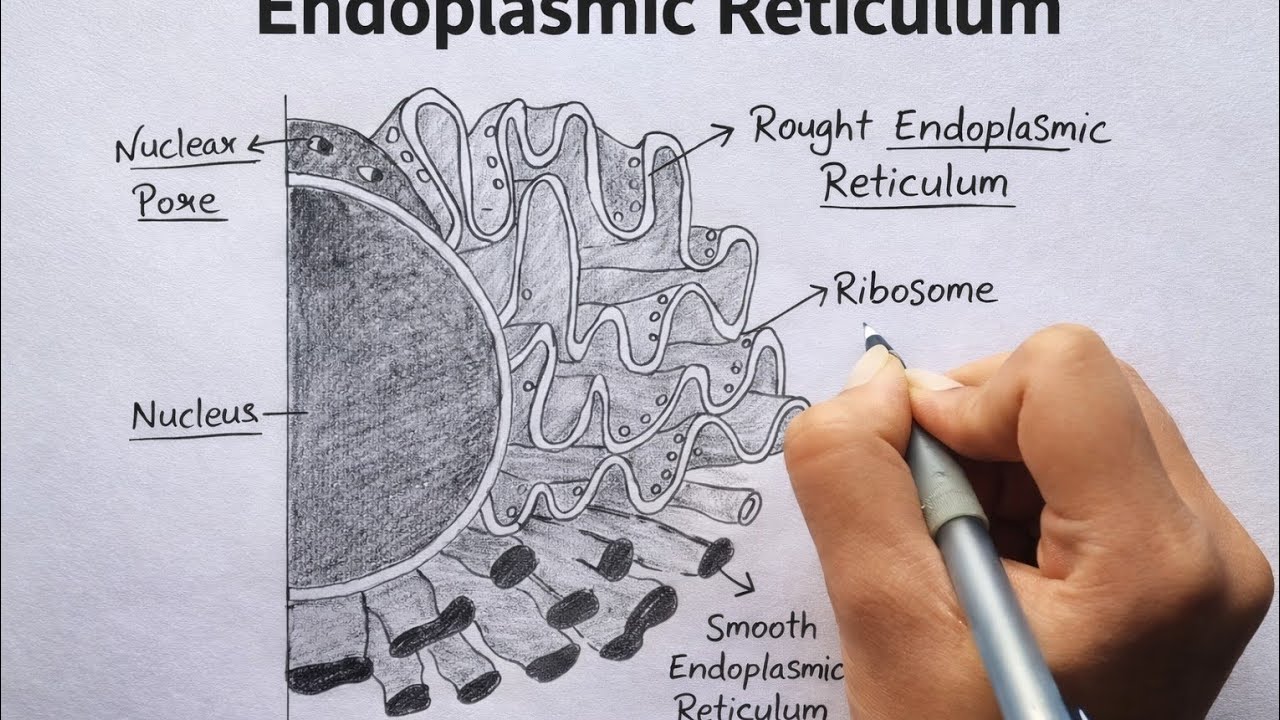 Endoplasmic Reticulum Diagram Drawing | Rough & Smooth ER | Class 9 & 10 Biology