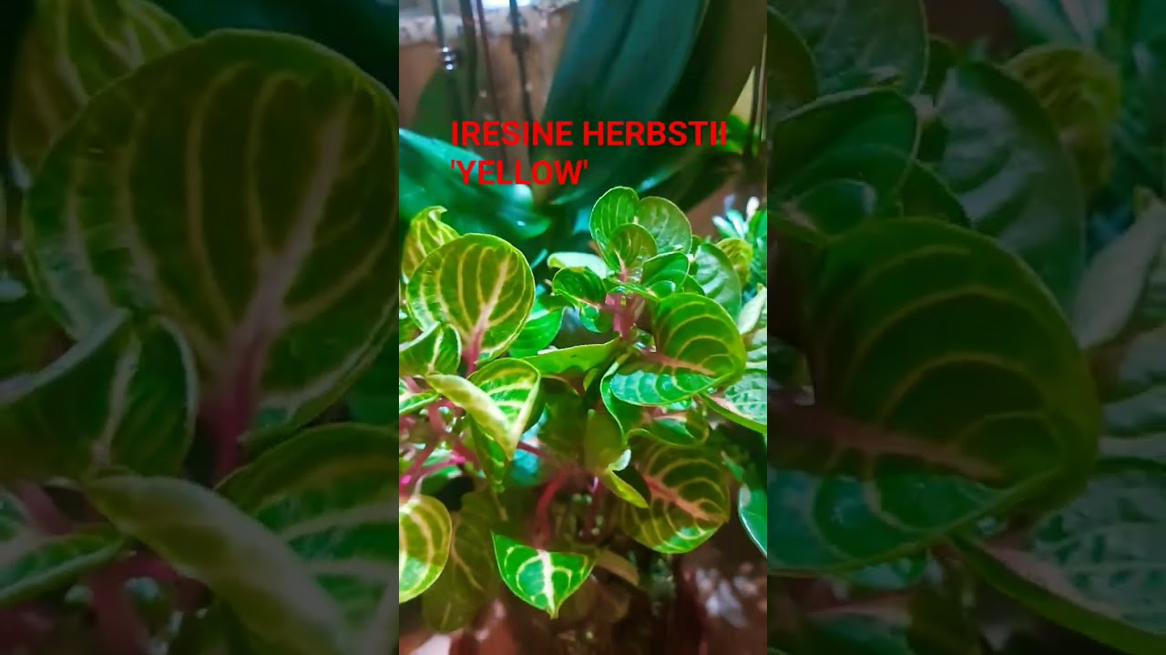 IRESINE HERBSTII YELLOW / YELLOW VEIN BLOODLEAF