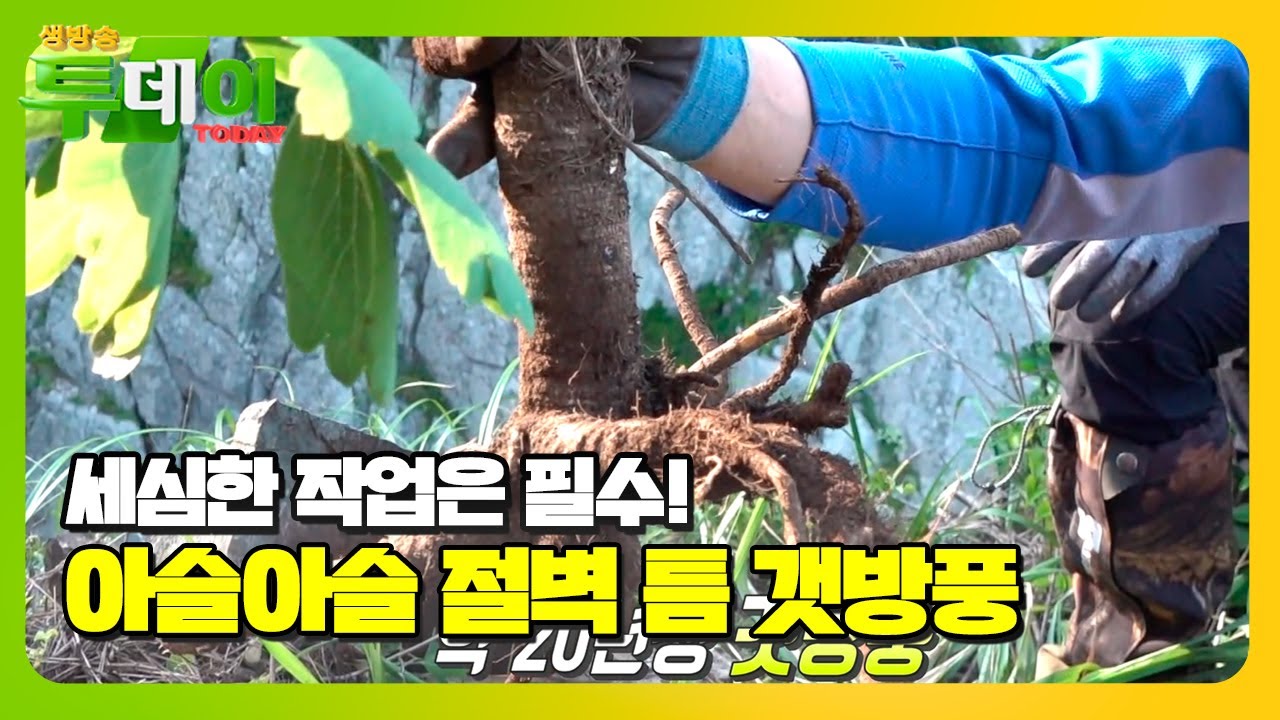 해안 절벽 틈에 숨어있는 보물! &lsquo;갯방풍&rsquo; #생방송투데이 #LiveToday #SBSstory