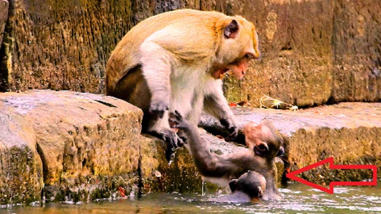Ah Why boss angry until fight baby while swim? Boss not approval baby into water cos afraid drowning