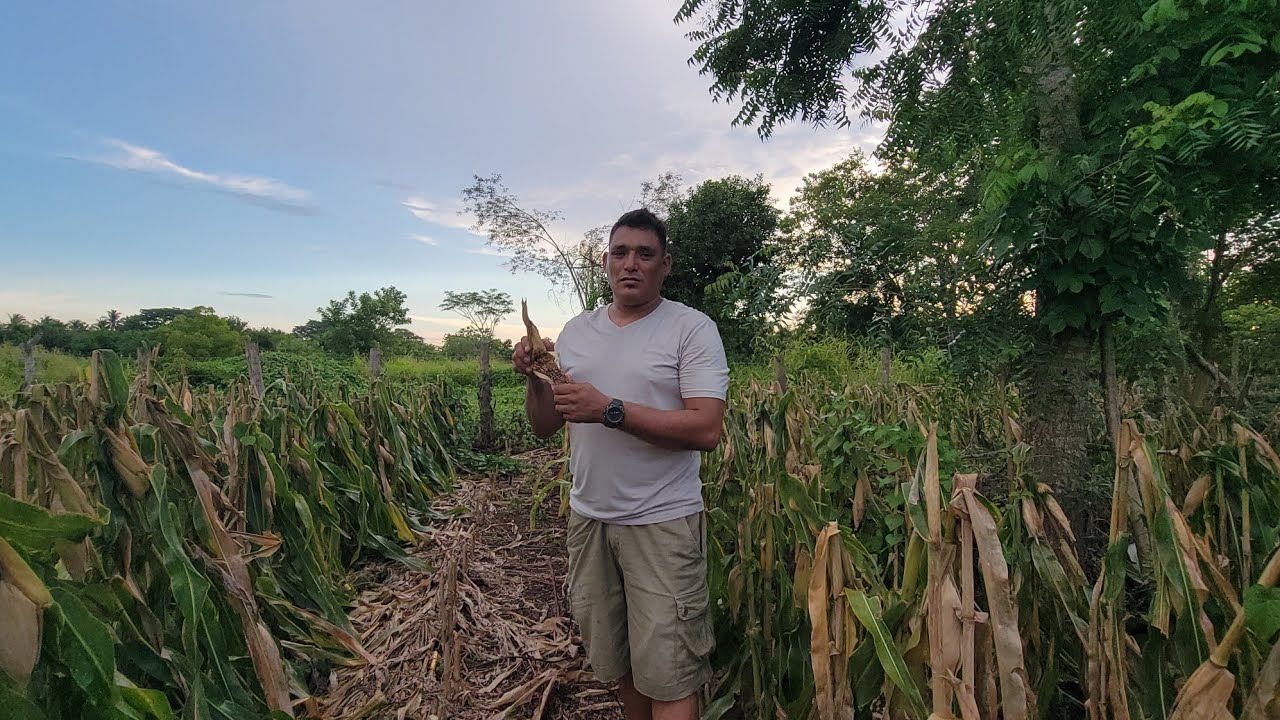 DANDOLES UN RECORIDO POR EL TERRENO NUEVO DONDE TENGO EL MAYSAL 