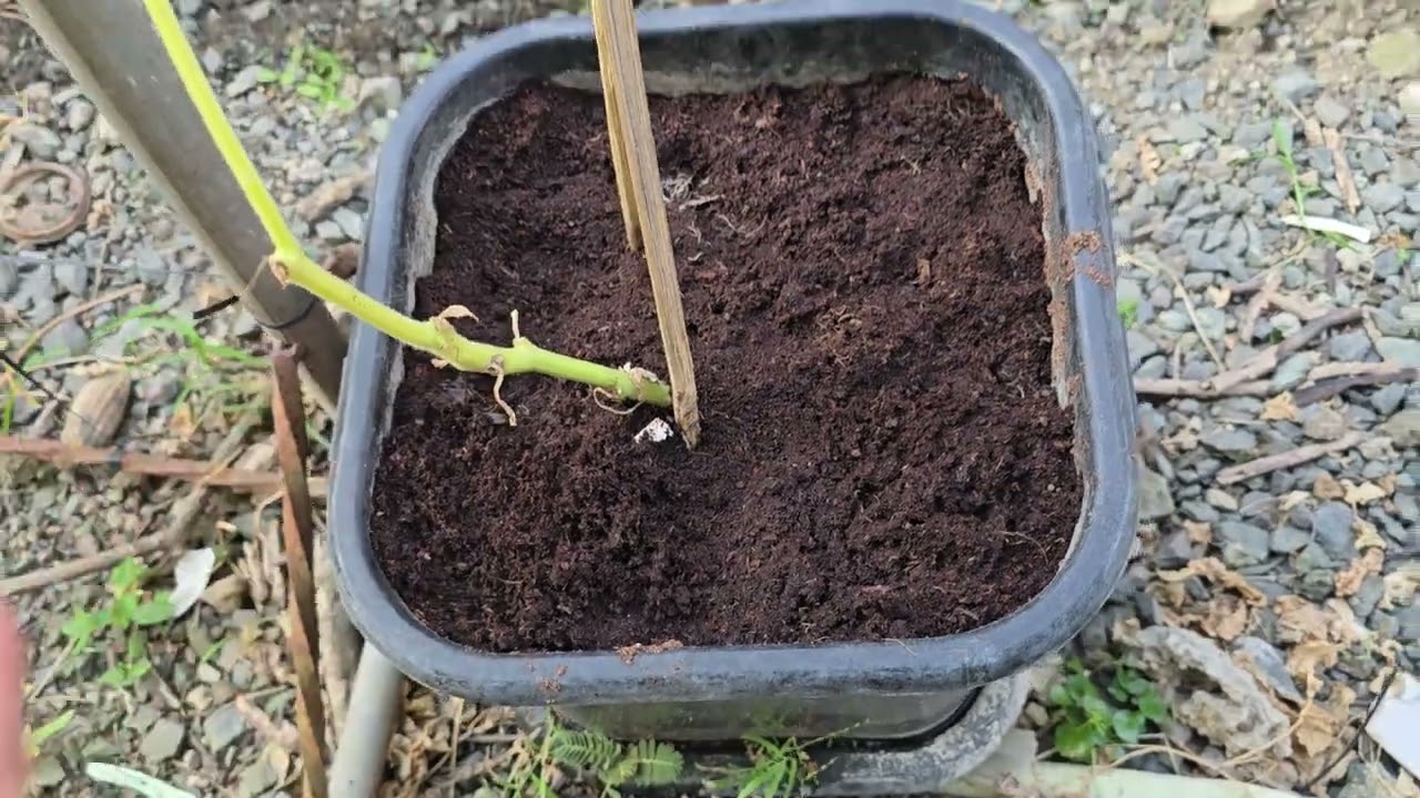 Tips para matuloy bunga ng upo na nakatanim sa timba
