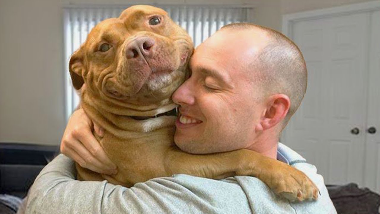 Nigdy już nie spojrzę na Pitbulle tak samo - NAJŚMIESZNIEJSZE PSIAKI Wideo 2025 🐶
