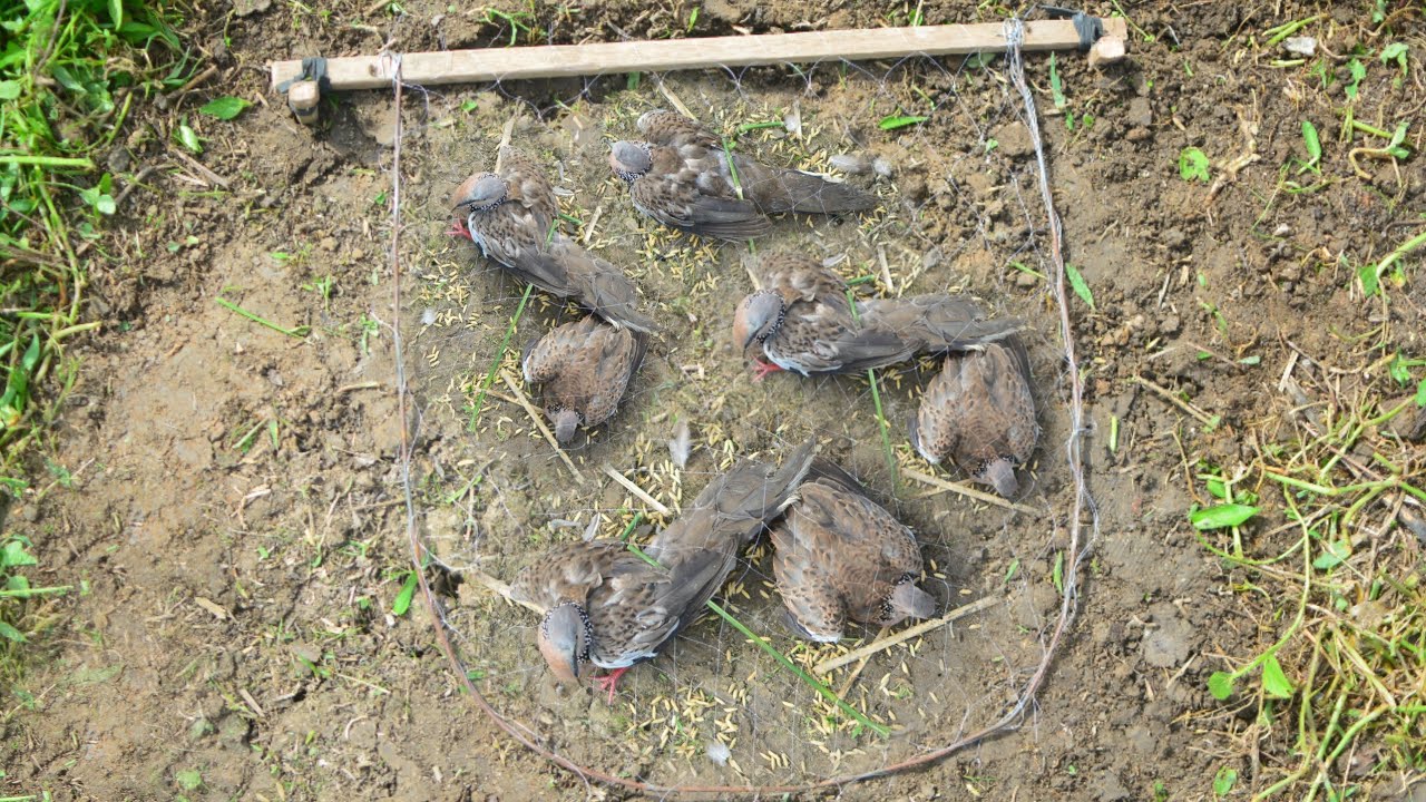 HUNDREDS OF BIRDS COLLECTED //USING A WOODEN SNARE._BIRY TRAP