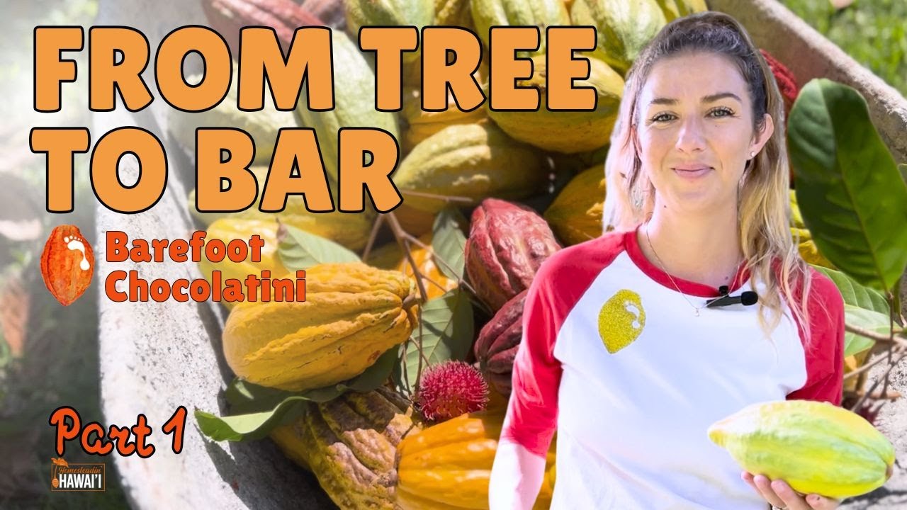 Master Chocolate Making pt1: Growing, Harvesting and Fermenting w/ @Barefoot Chocolatini