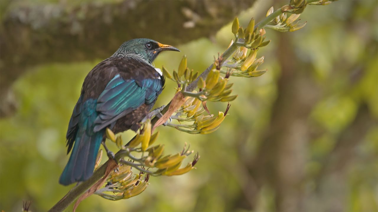 Zealandia Wildlife Sanctuary | Wellington, New Zealand - BMPCC 6k