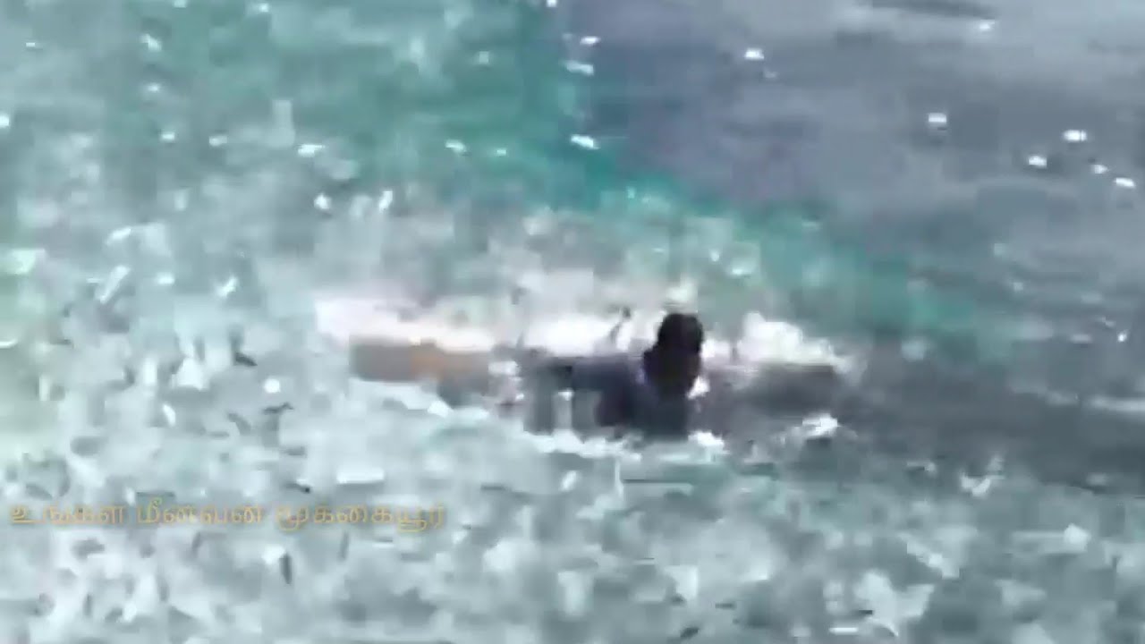 கடலில் மீன் பிடிக்கும் நேரடி காட்சி / Live view of fishing in the sea | Fish catching techniques
