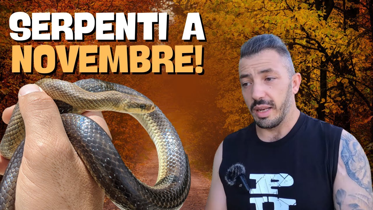 SERPENTI a novembre: il SAETTONE!!