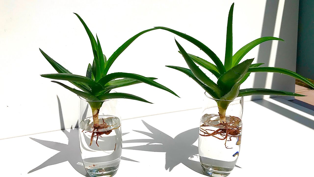 Aloe Vera Plant Propagation