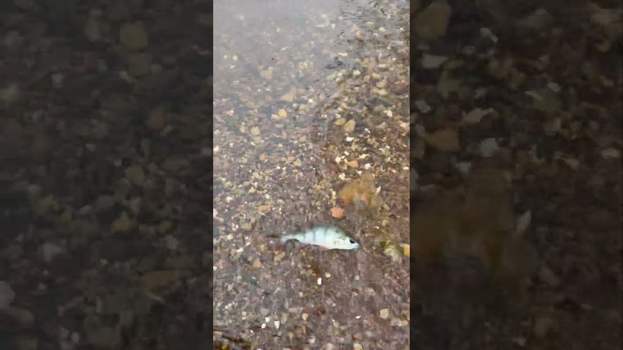 Saved a dying fish