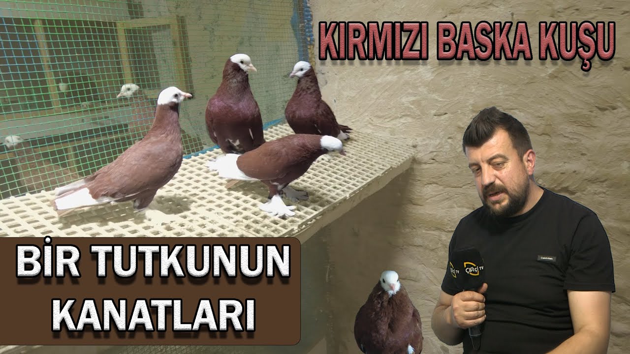Bir Tutkunun Kanatları 