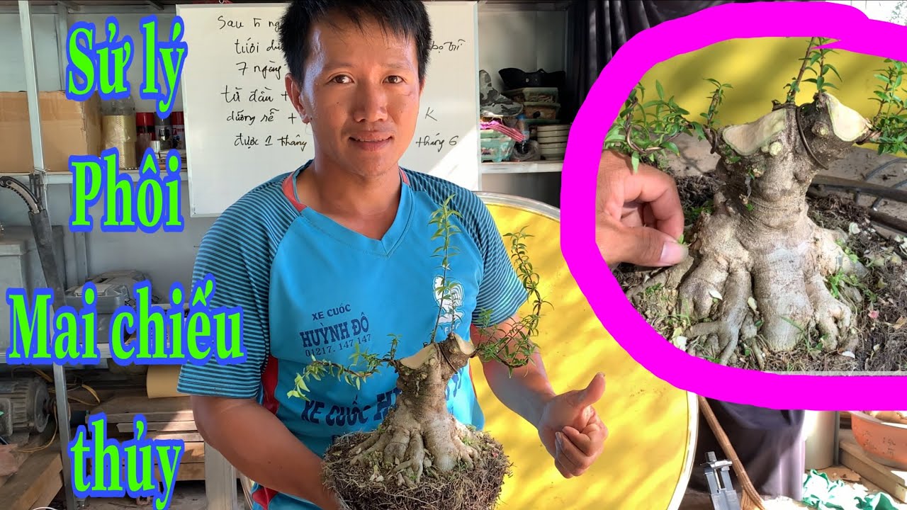 Hướng Dẫn Sử Lý Phôi Mai Chiếu Thủy.