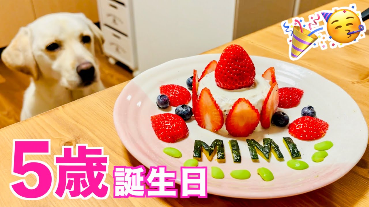 【誕生日🎂】みみさん🐶 5歳になりました🎉❤️ Labrador Mimi is now 5 years old!! #337