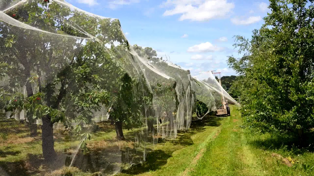 Netting cherry trees