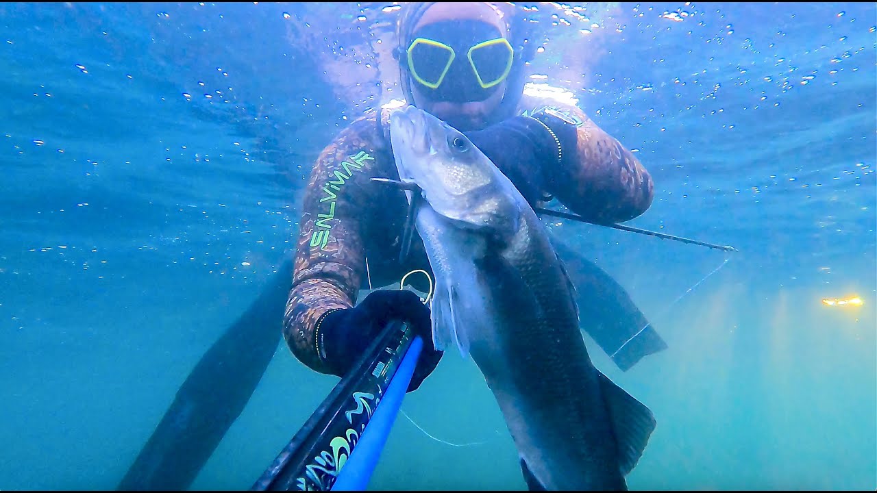 Chasse sous-marine été 2022 sur l'île d'Yeu par Franky