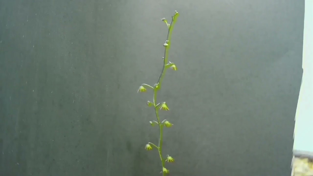 Drosera macrantha time-lapse