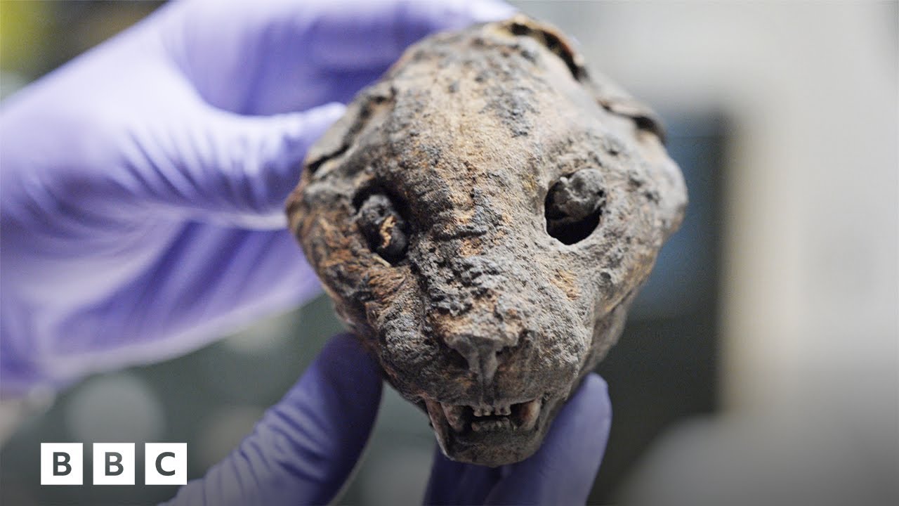 How 180,000 mummified cats ended up in England | BBC Global