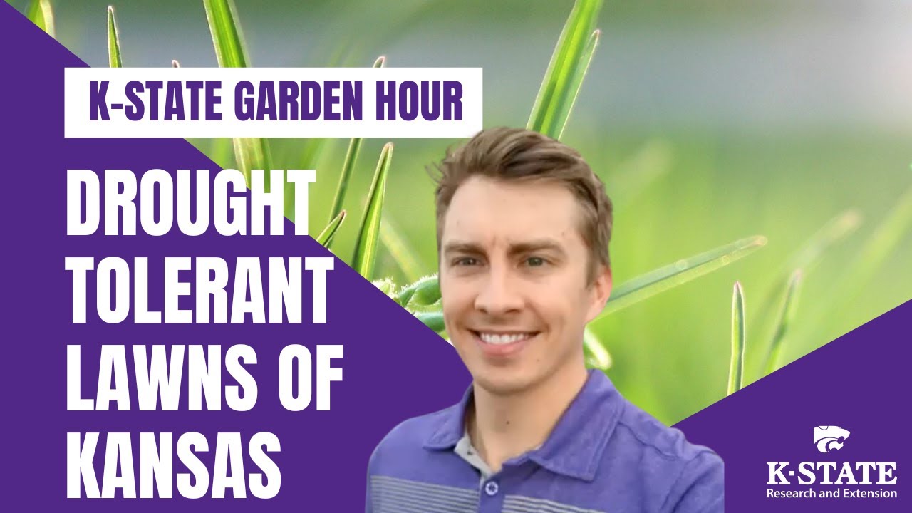 K-State Garden Hour: Drought Tolerant Lawns of Kansas