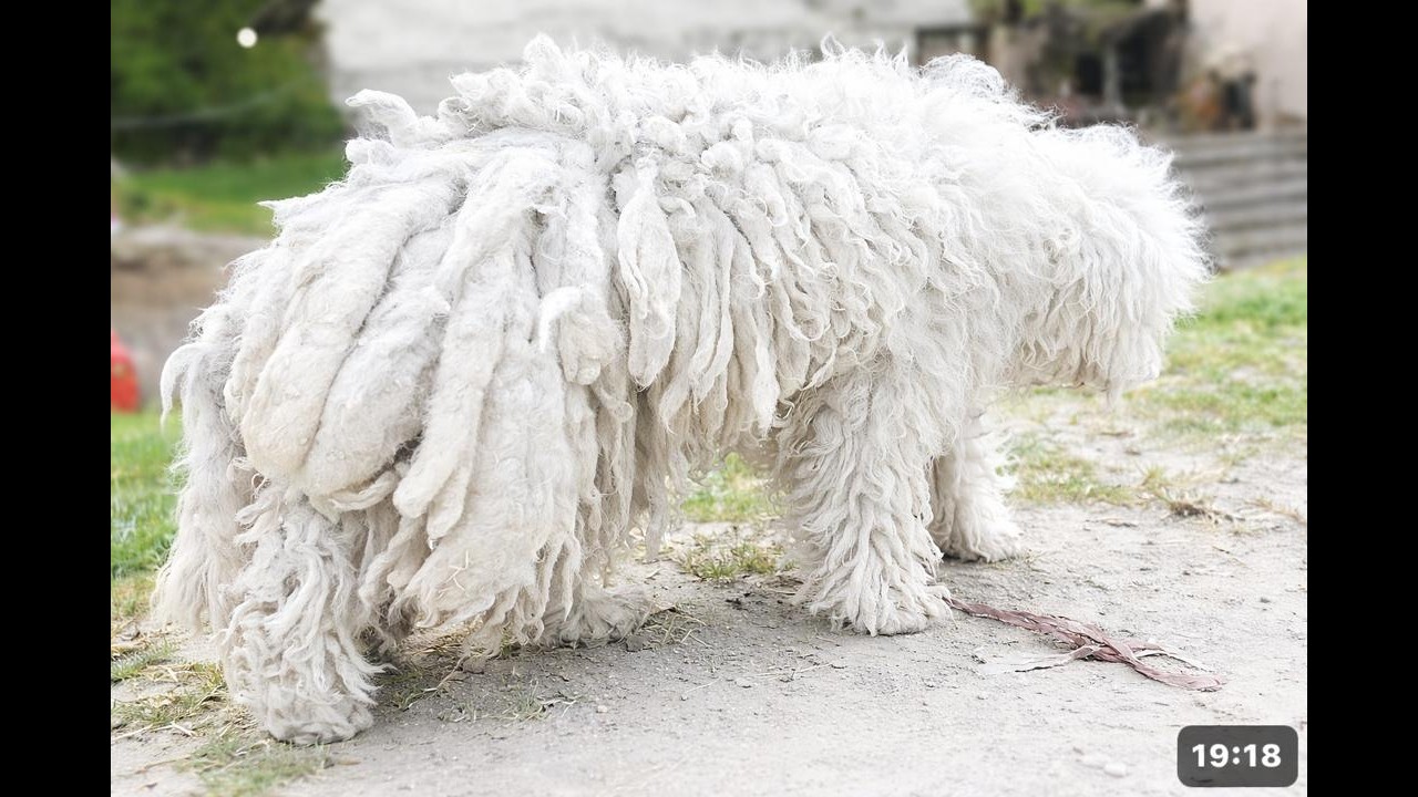 YOU WON'T BELIEVE how this DOG looks after shaving all these dreadlocks