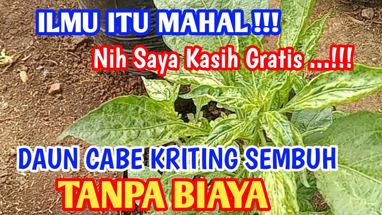 VIRAL‼️ Daun Cabe Kriting Menguning Sembuh Tanpa Modal biaya