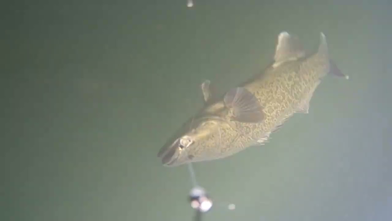 Underwater Bait Cam Cod Fishing