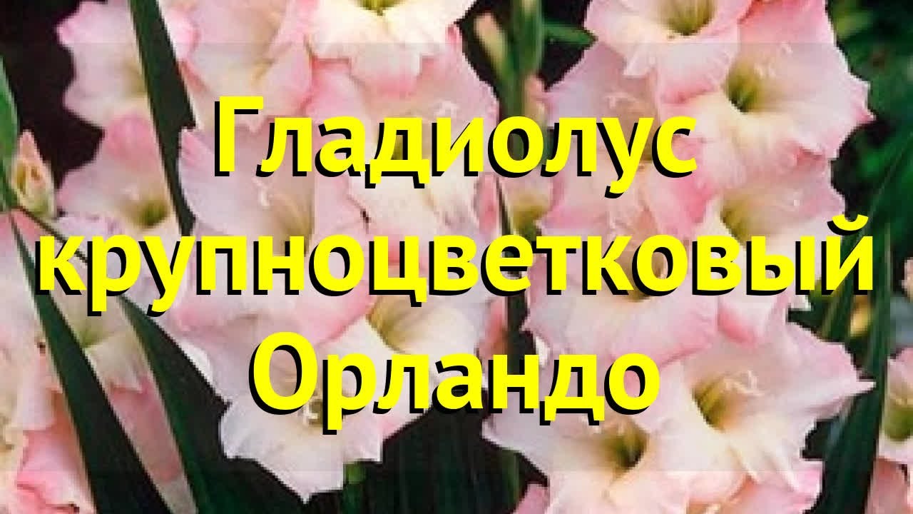 Гладиолус крупноцветковый Орландо. Краткий обзор, описание характеристик gladiolus Orlando