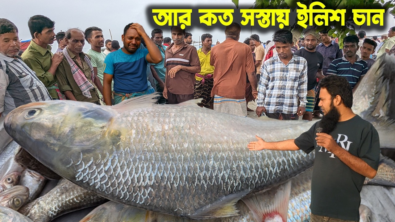 আর কত সস্তায় ইলিশ চান! এরপরও যদি না কিনতে পারেন আর কখনোই পারবেন না | cheap price hilsa fishmarket