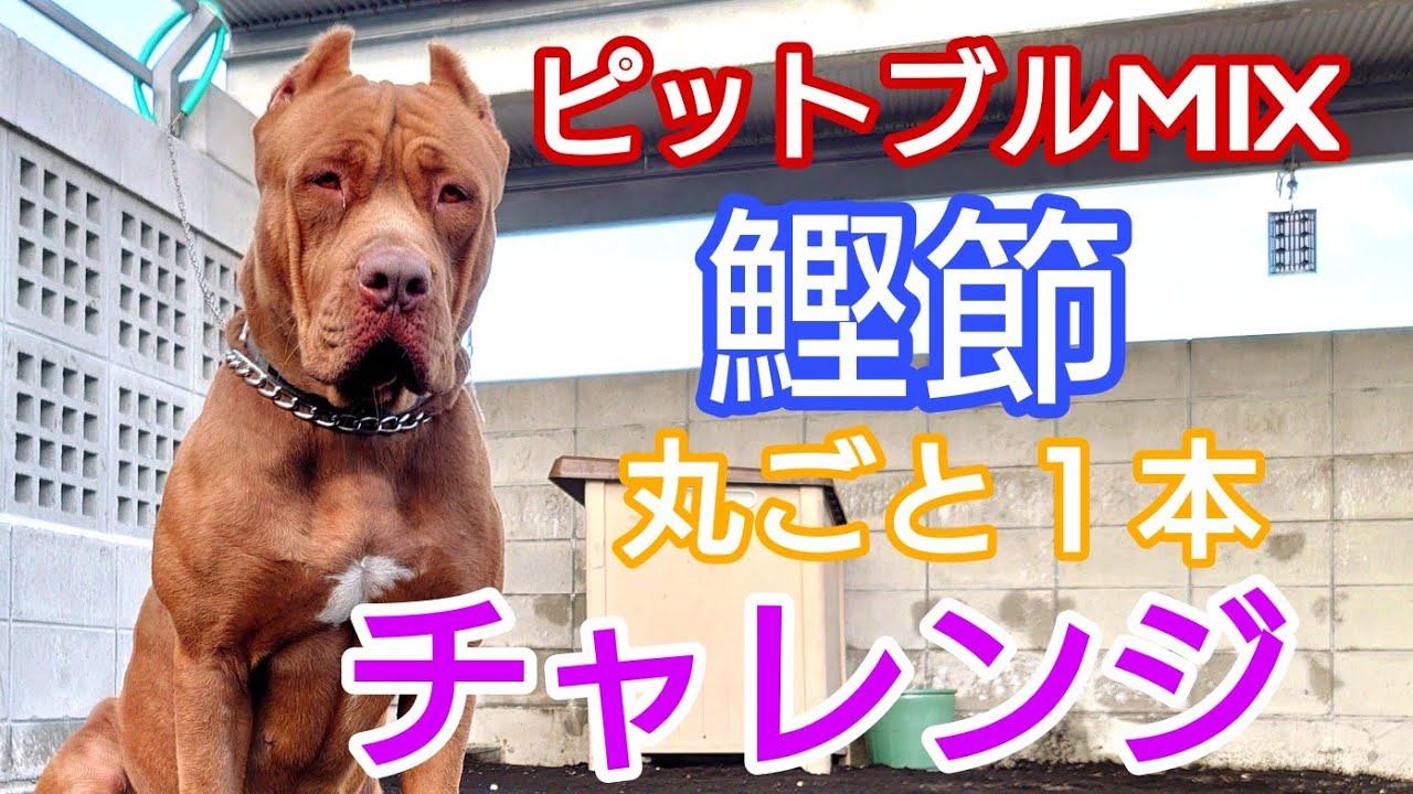 ピットMIX 鰹節丸ごと１本 挑戦！！