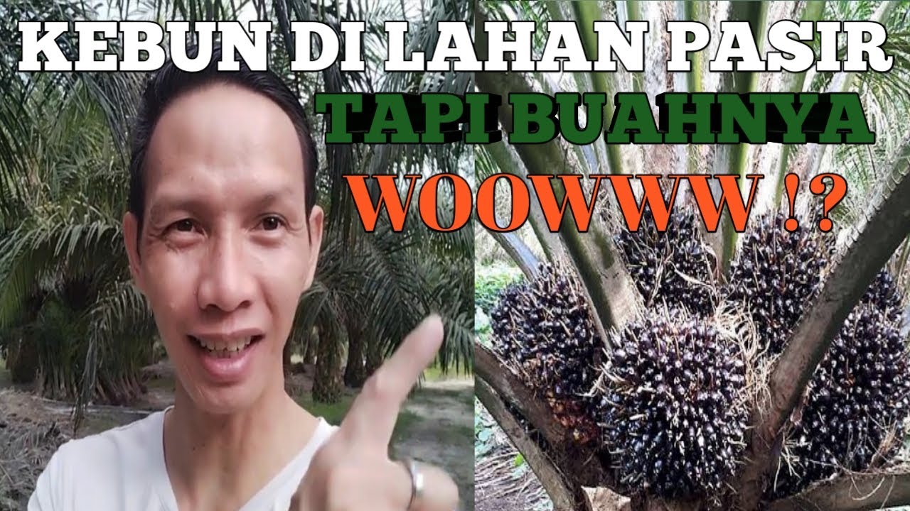 RAHASIA PERAWATAN KEBUN SAWIT TANAH DI TANAH PASIR SEHAT BERBUAH BANYAK