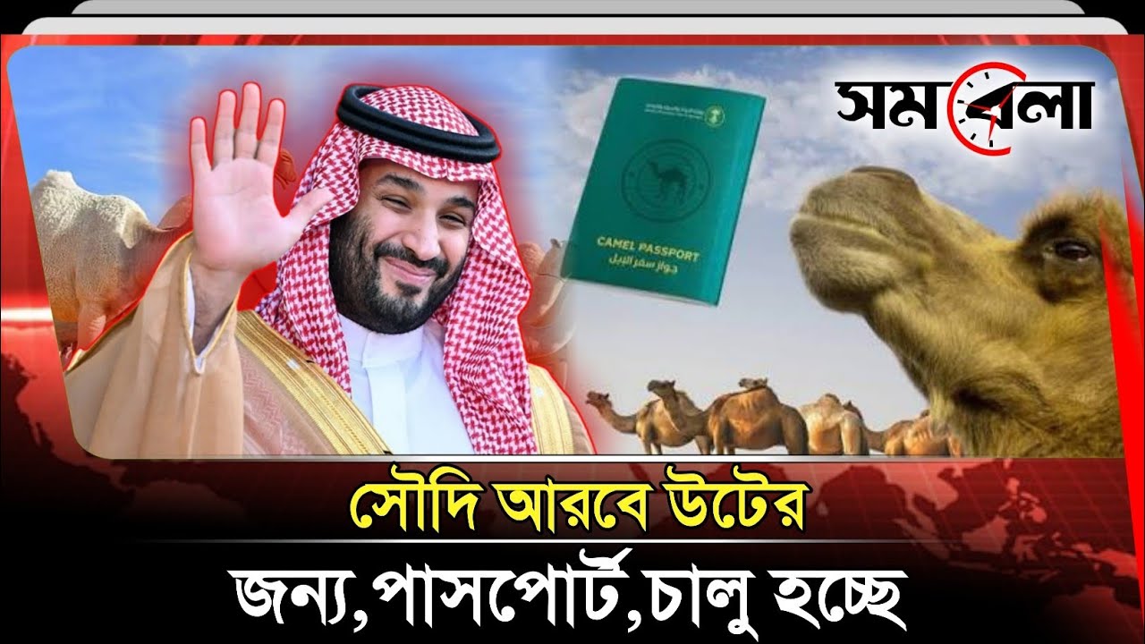 এবার সৌদি আরবে উটের জন্য চালু হচ্ছে পাসপোর্ট, SOMOBELA news. 