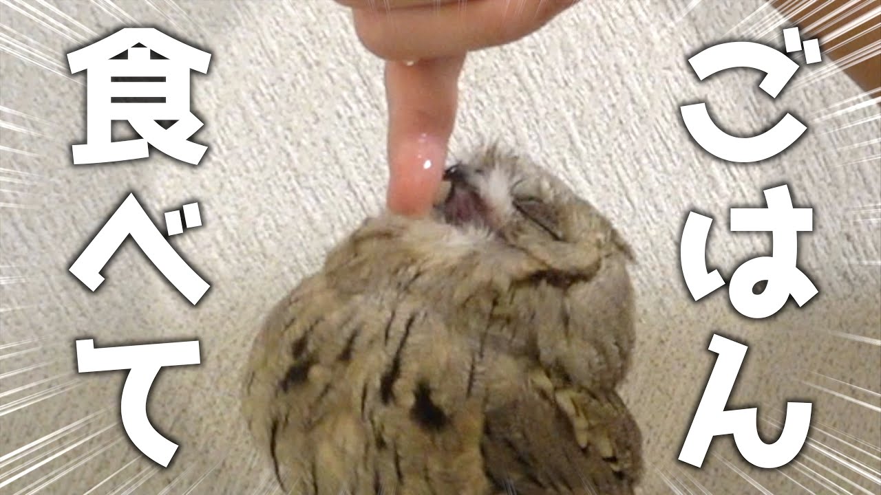 【1日】ご飯食べてくれなくてヒヤヒヤした休日