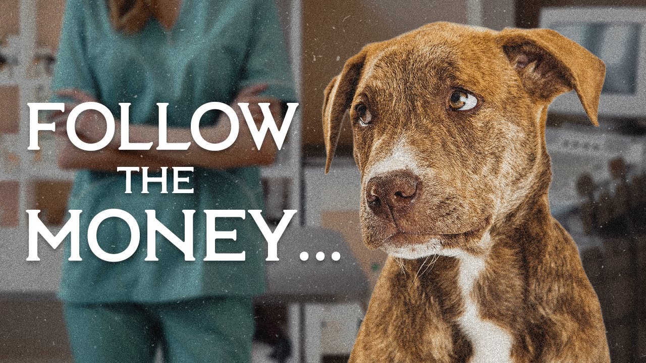 The Revealing Truth About Who ACTUALLY Owns Your Vet