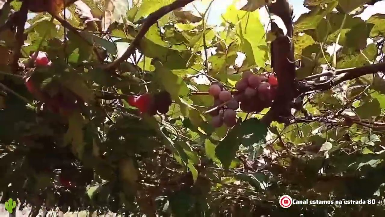 Rancho das videiras plantação de uva viemos comprar uva