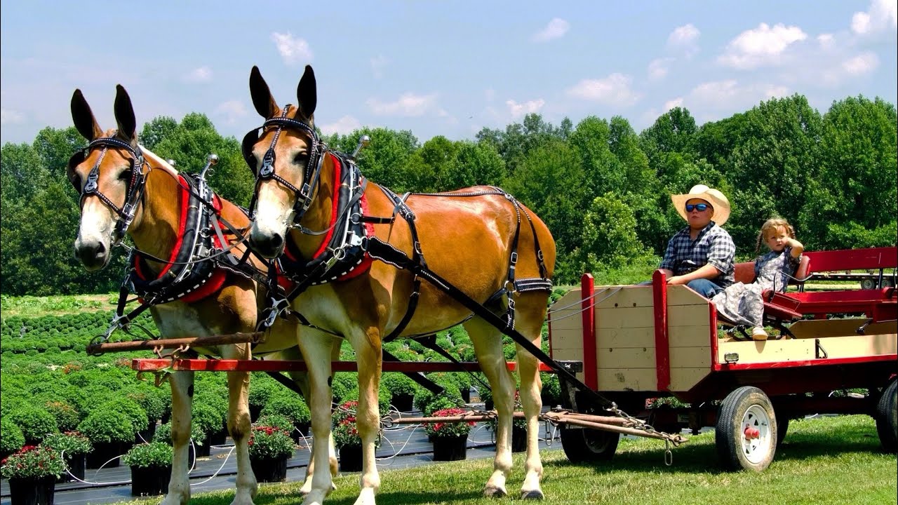 “Lady & May” Belgian Draft Molly mule team for sale 4 year old CALL 606-303-5669 MUST WATCH ‼️‼️‼️‼️