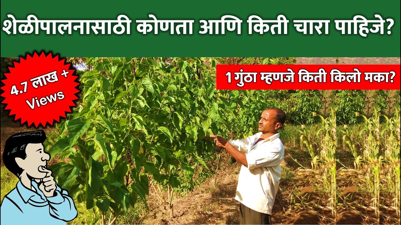 शेळीपालन संपूर्ण चारा व्यवस्थापन | Goat Food | Commercial Goat Farming🌿🌳🍀🐐