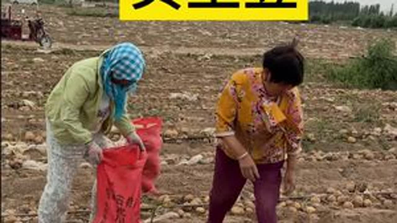 弯弯的小路，疯长的野草，喜人的庄稼，这是我家乡呀，安心且治愈。#三农 #我的乡村生活 #优质农产品 #丰收的季节