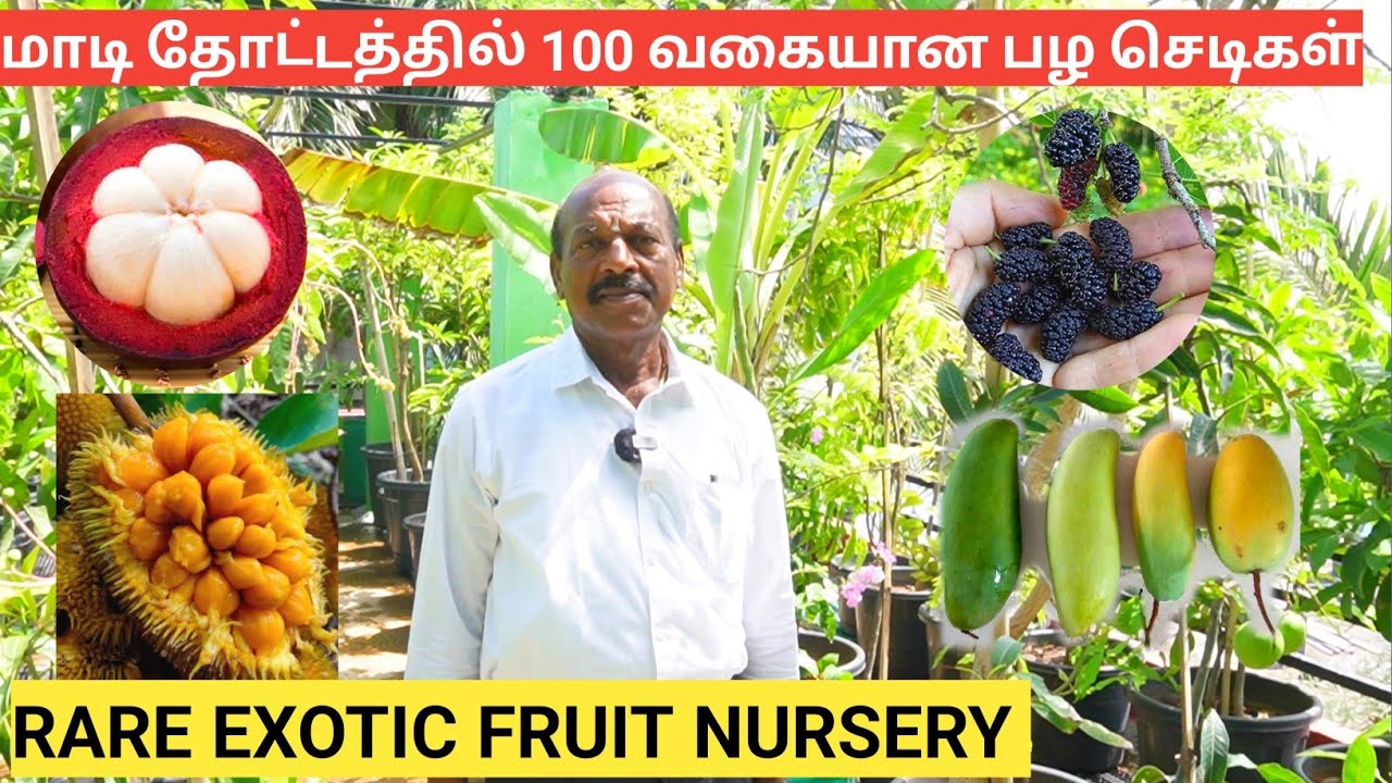 வீட்டு தோட்டத்தில் 100++ அரிய வகை பழ செடிகள் நேரடி டெலிவரி | Greenland Nursery,Chennai