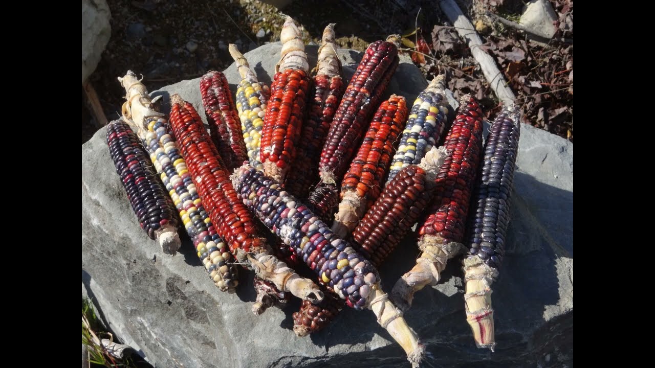 Growing and Harvesting Field Corn