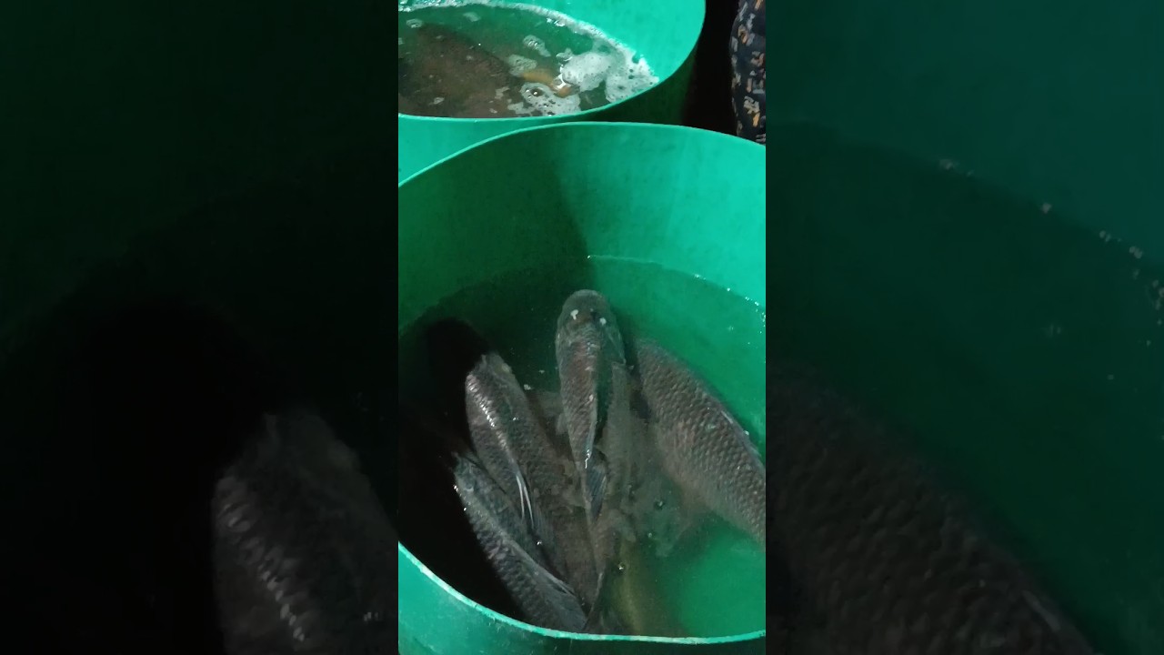 machli Market, # #fish #fishvideo