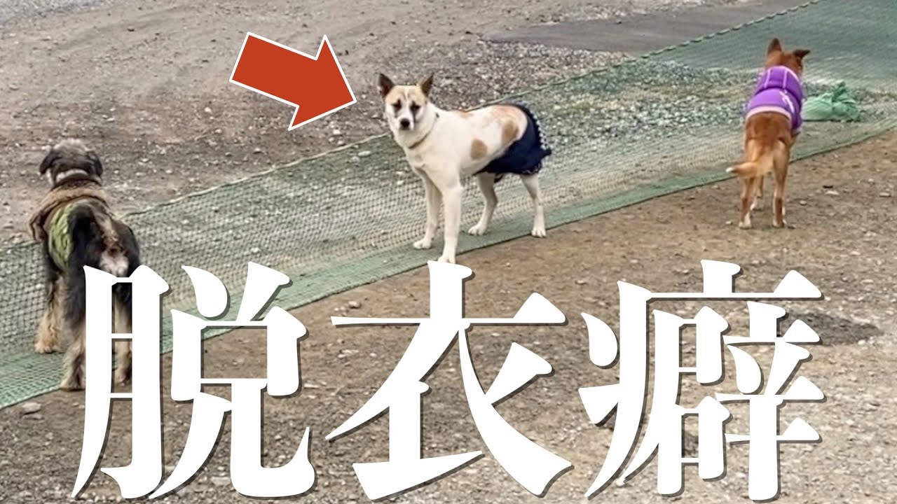 ドッグランに行くと服を脱ぐ癖があるうちの犬wwww【元保護犬】