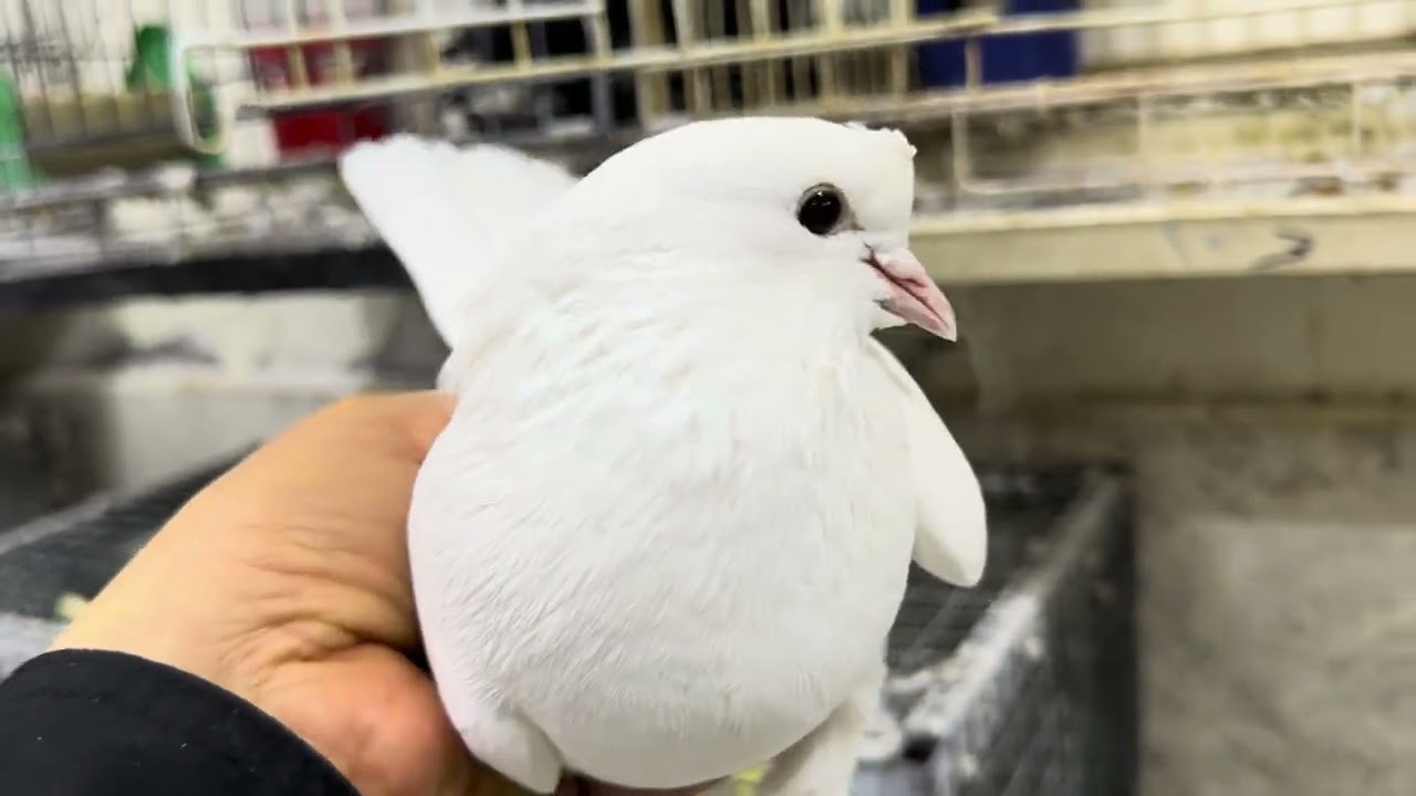 🔴 Cumartesi Akşamına Özel Efsane Kuşlar ‼️ Saat 20:30 da Görüşmek Dileğiyle Esen Kalın 🕊️