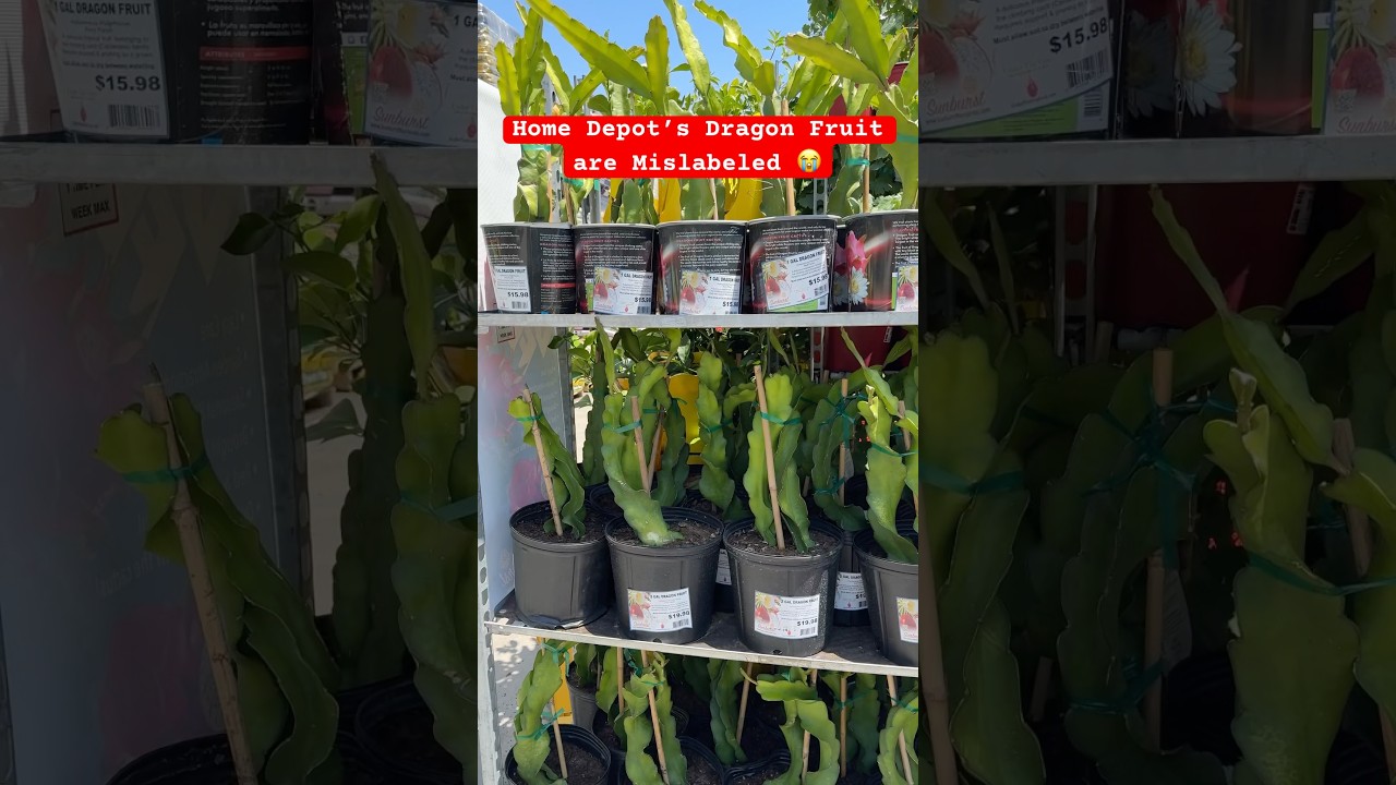 Mislabeled Dragon Fruit Plants 🙃 #pitahaya #dragonfruit #homedepot #lowes #gardening #hylocereus