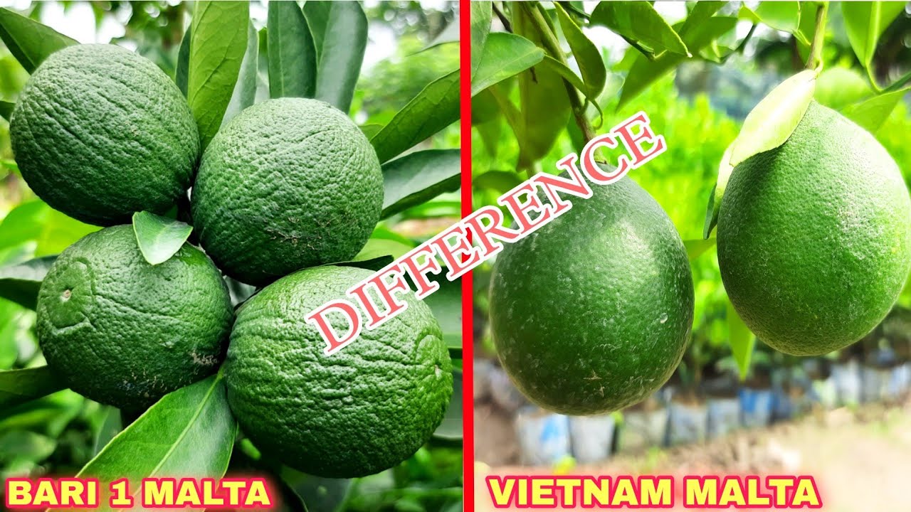 Difference Between Vietnam Malta And Bari 1 Malta/ Bari One Malta Farming/ Fruit Plant Nursery
