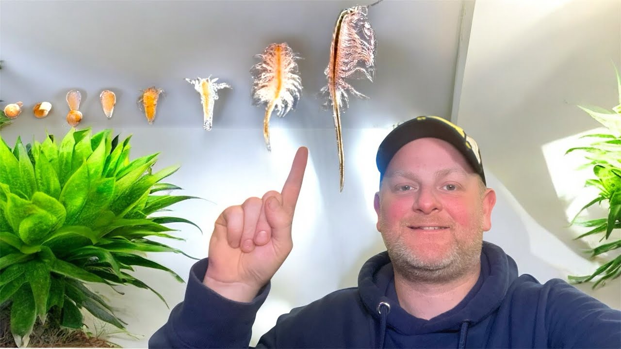 Growing baby brine shrimp to adults to feed my fish room pt1
